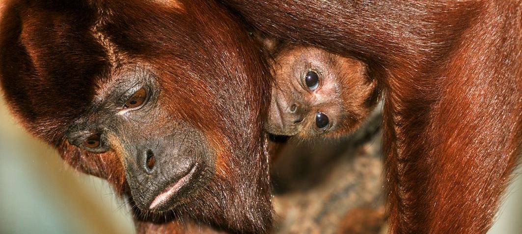 Affen-Nachwuchs im Kölner Zoo