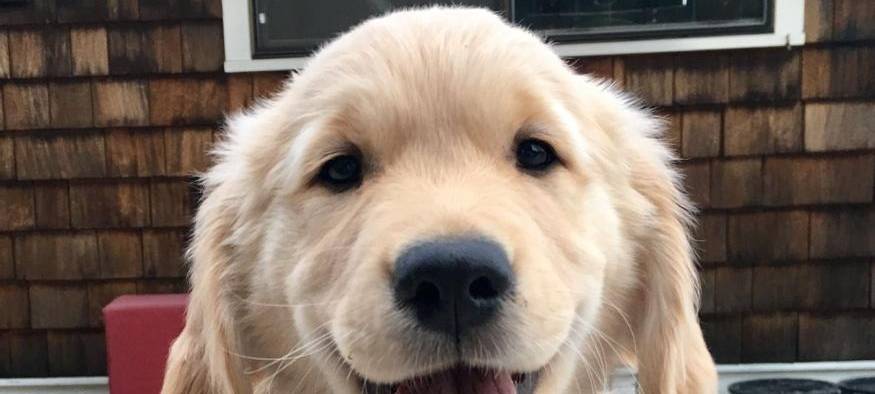 Leverkusen: Besuchshunde sollen Freude in den Alltag bringen