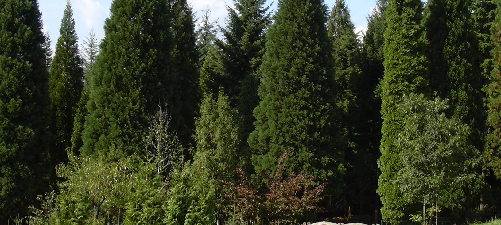 Leverkusen: Bergisches Waldforum will Wälder fitter machen
