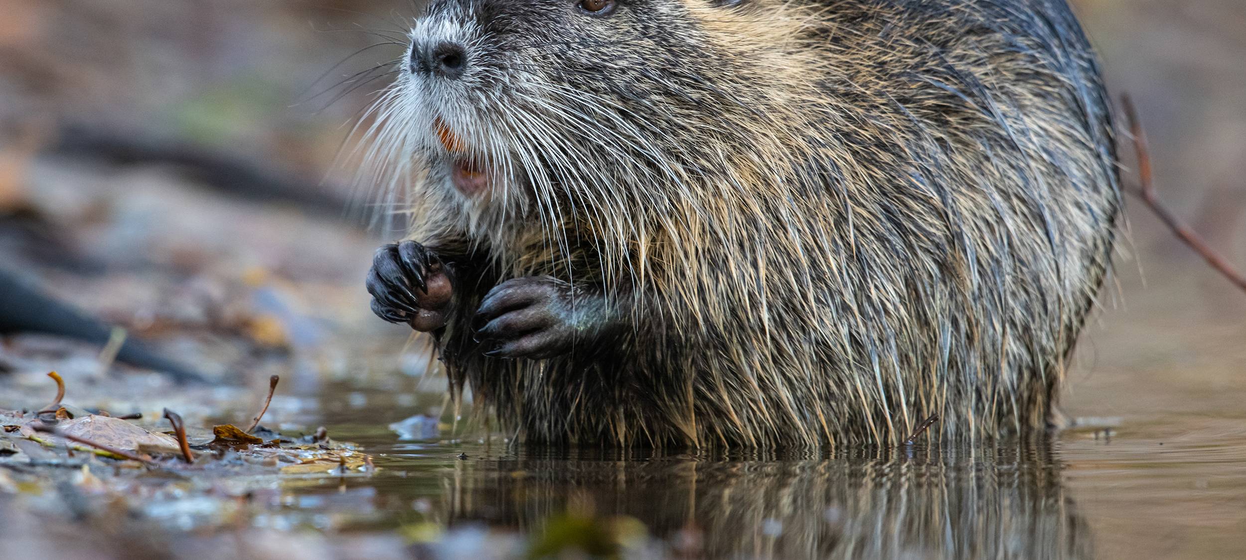 Jagdaktion in Leverkusen: Keine Nutrias mehr am Chempark