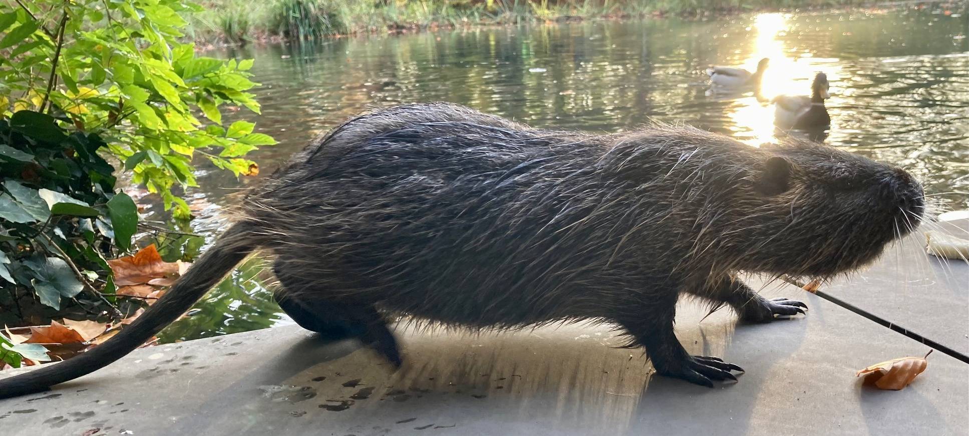 Leverkusener Nutrias den Kampf angesagt
