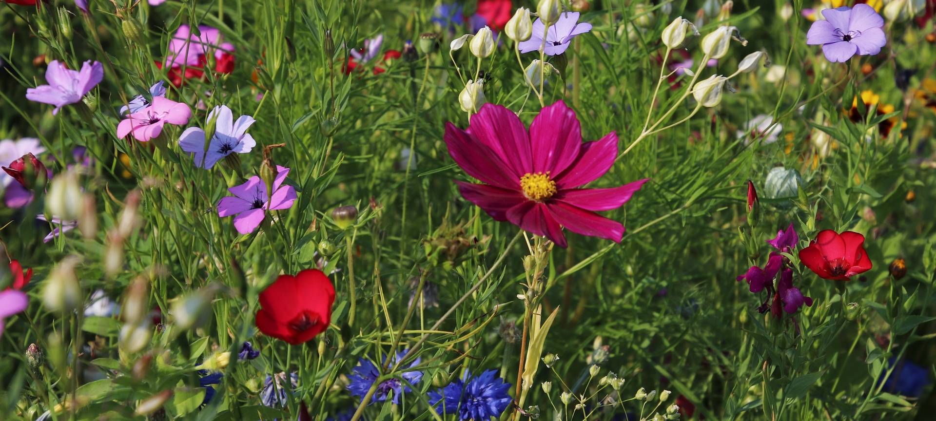 Leverkusen Wildblumenwiesen werden aktuell gemäht
