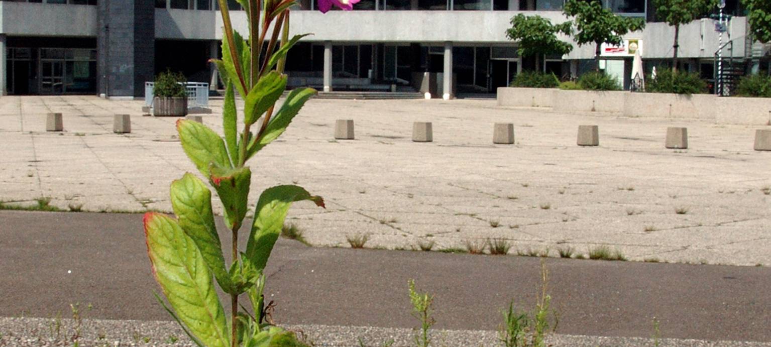 Fotowettbewerb für Leverkusener Wildpflanzen