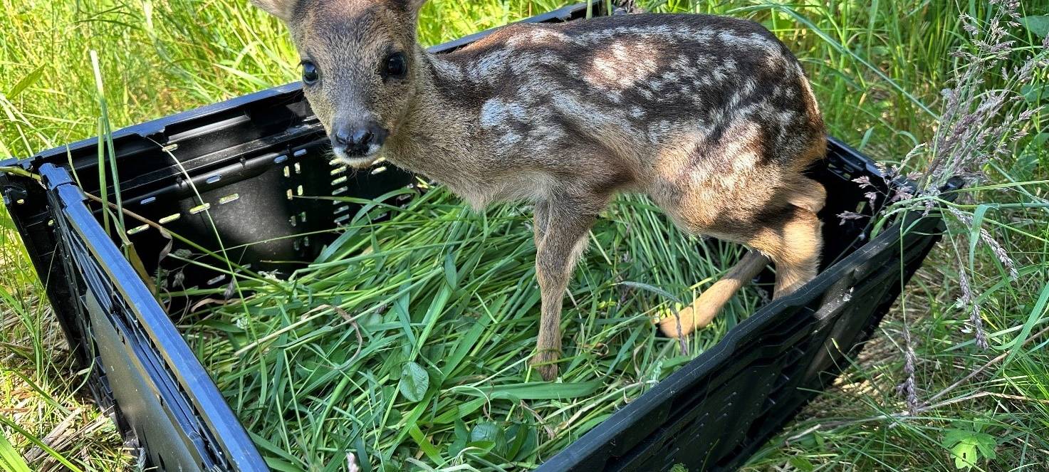 Leverkusener Jäger retten über 50 Kitze