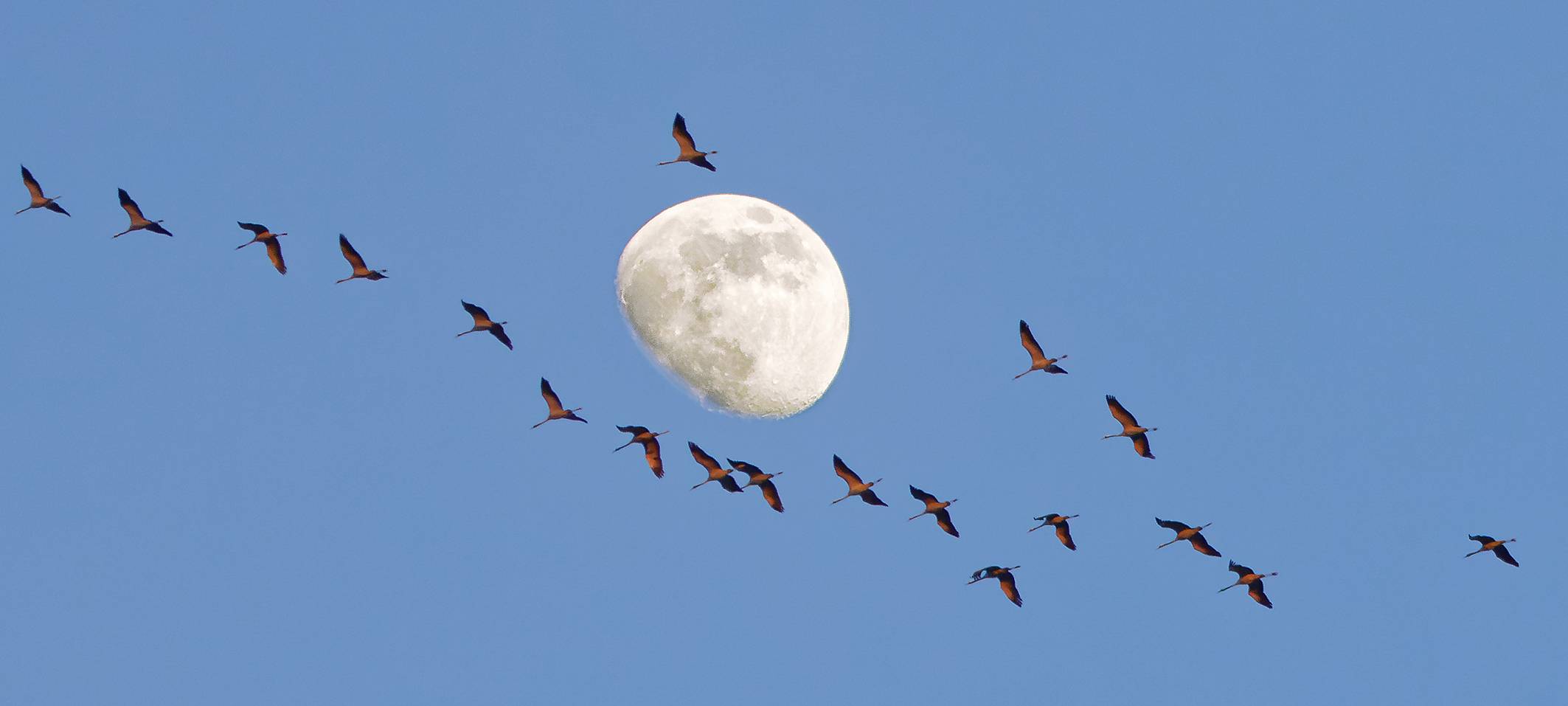 Kraniche über Leverkusen: NABU und BUND bitten um Hinweise