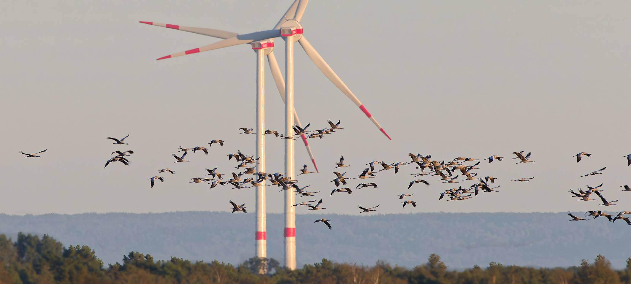 NABU Leverkusen zu Windkraft: Nachhaltigkeit vs. Artenschutz
