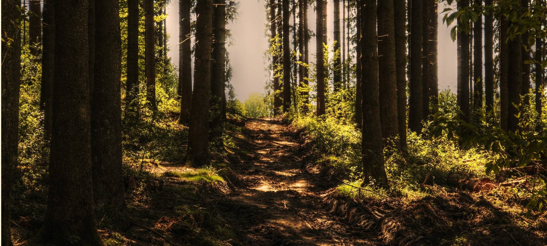 Wald, Bäume, Spazieren gehen, Waldweg, Wandern