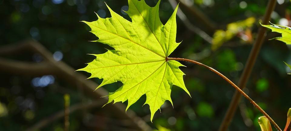 Prominente Baumpflanz-Aktion gegen Klimawandel