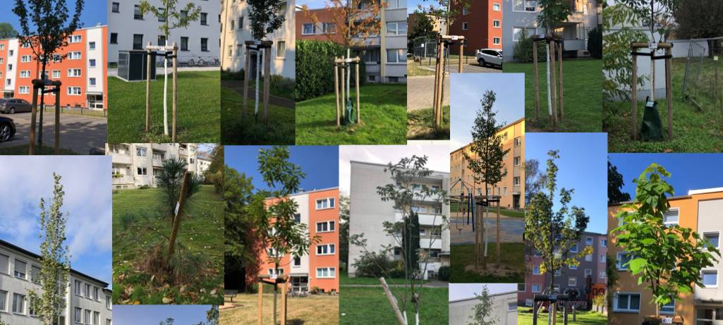 Mehr Bäume für Leverkusen - Unsere Stadt wird immer grüner