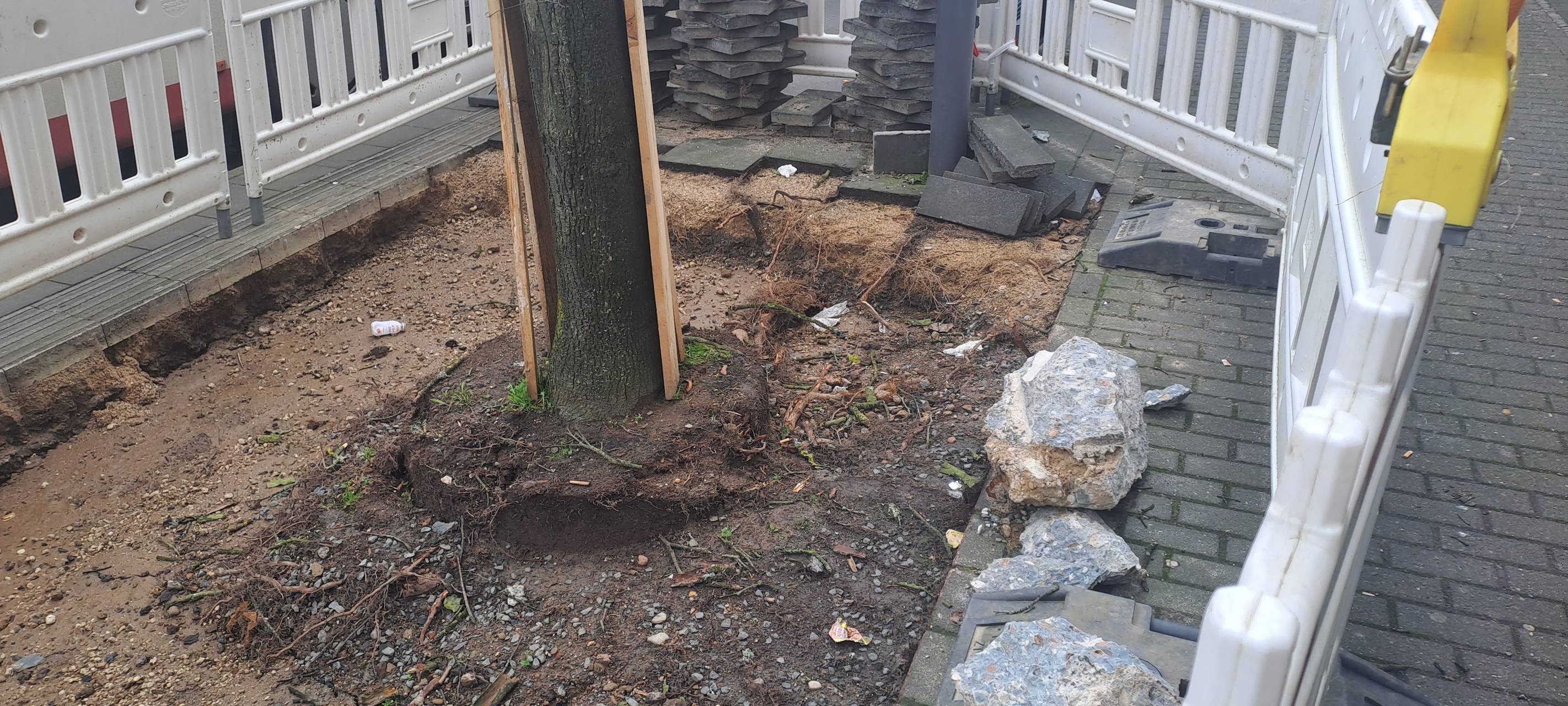 Stadt saniert Straßenbäume in Leverkusen