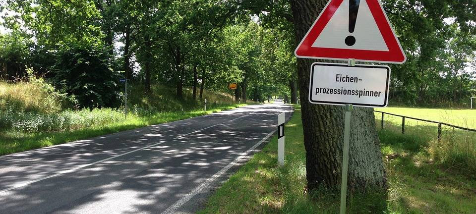 Im Kampf gegen gefährliche Raupen