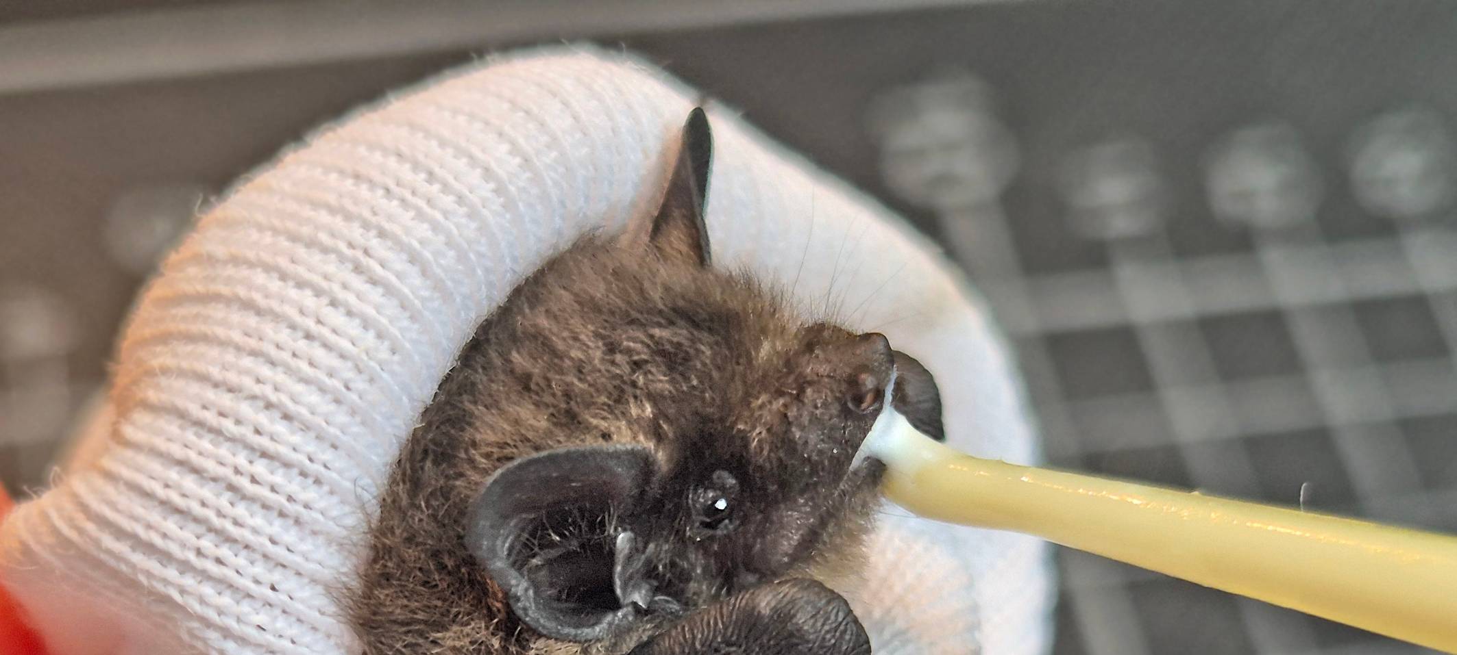 Babyfledermäuse in Not: Leverkusener Auffangstation hat viel zu tun