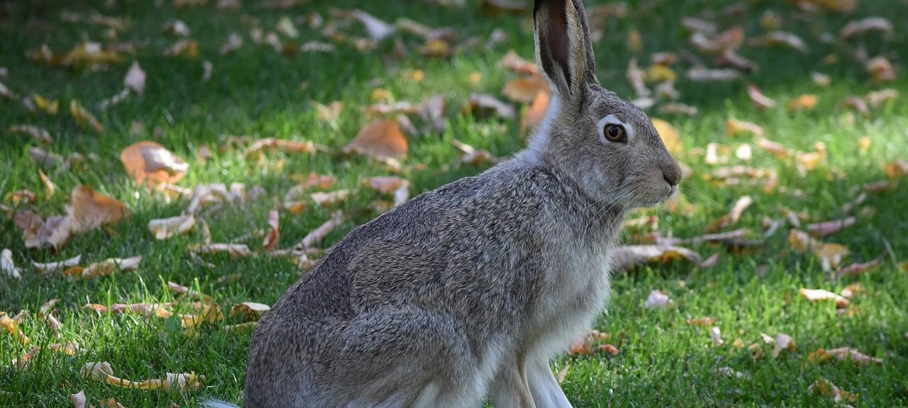 Hasenpest in Leverkusen: Hinweise der Stadtverwaltung