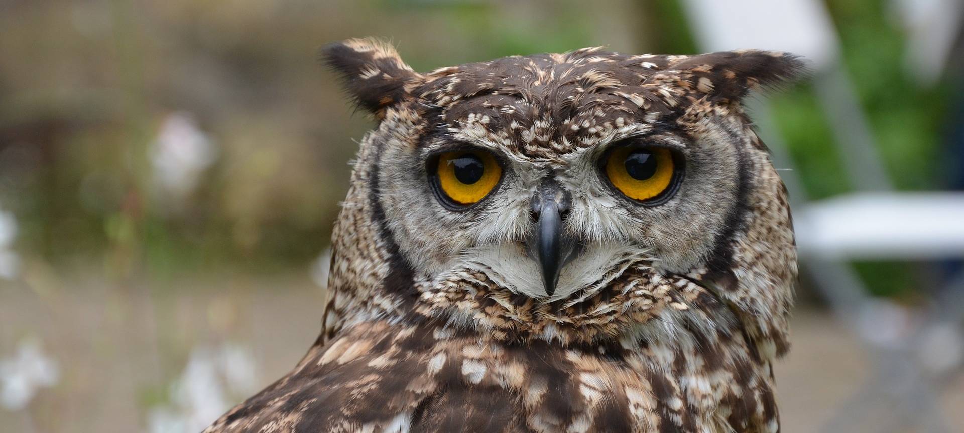 Eule, Vogel, Vögel, Nabu, Naturschutzbund, Natur, Wald, Lärm