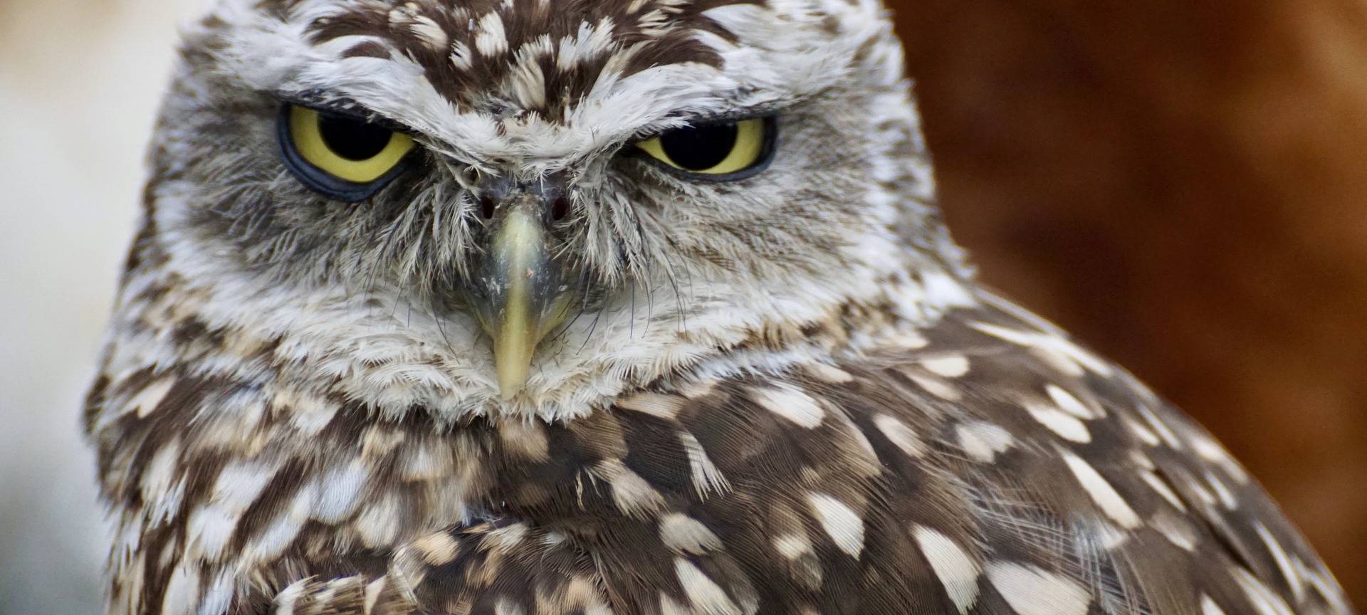 Vögel, Eulen, Nabu, Naturschutzbund, Natur, Wald, Lärm