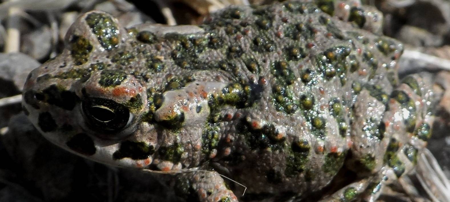 Frosch, Kröte, NABU, Naturschutzbund, Tiere, BUND, Natur, Kölner Zoo, Zoo