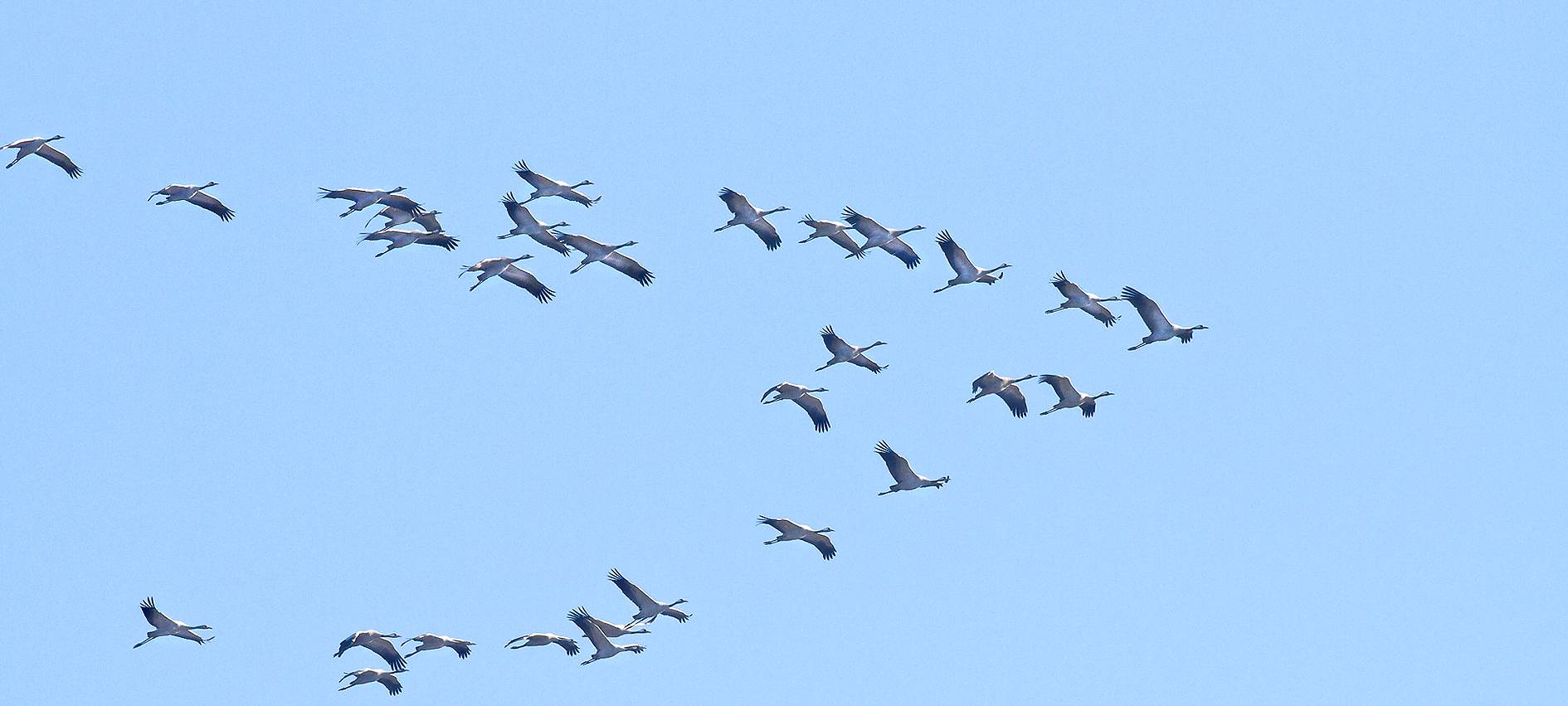 Kraniche fliegen wieder über Leverkusen
