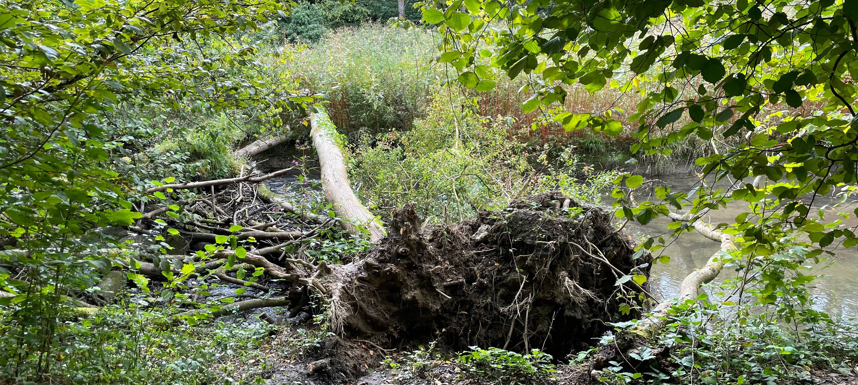 Baumfällungen in Leverkusen: Deiche sollen sicherer werden