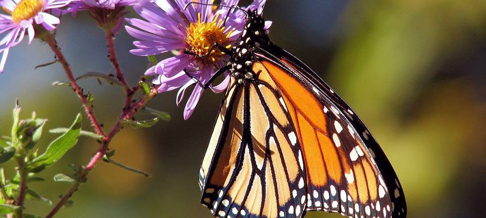 Schmetterflapp, Schmetterling, Nabu, Natur, Garten, Blumen