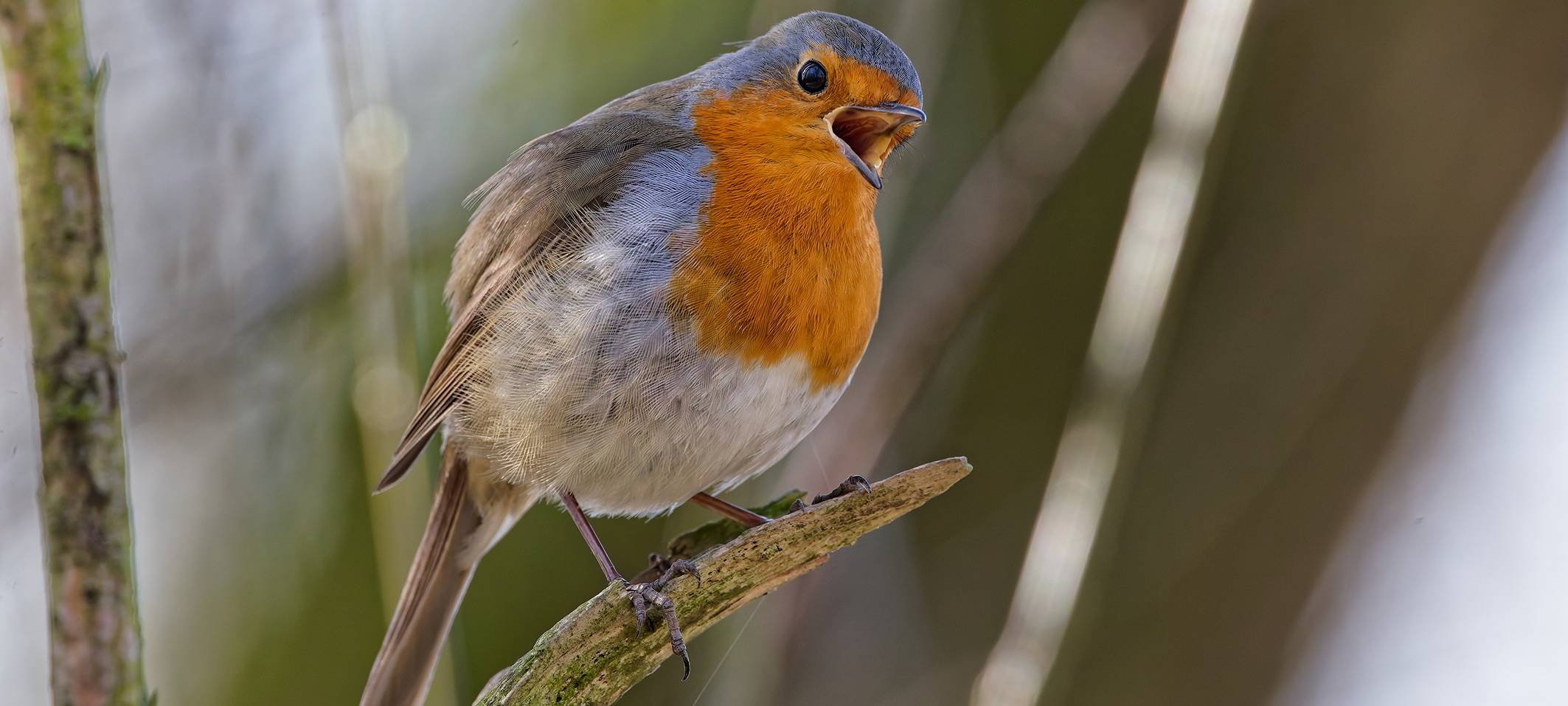 Erste Vogelwanderung des Jahres in Leverkusen