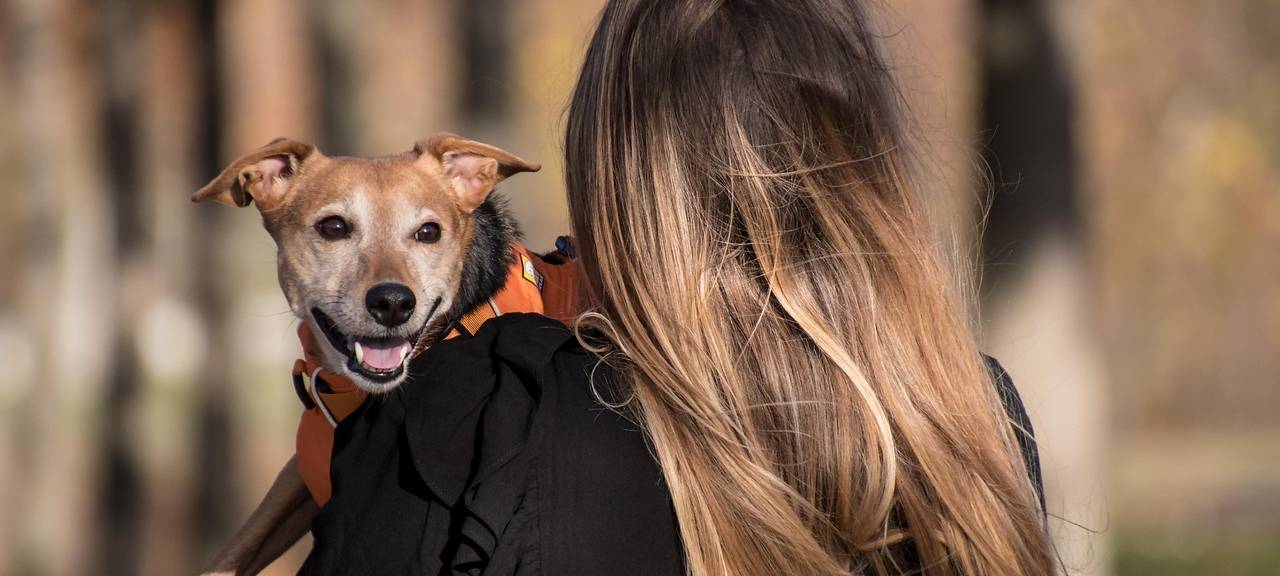 Leverkusen: Grüne wollen Hunde digital registrieren