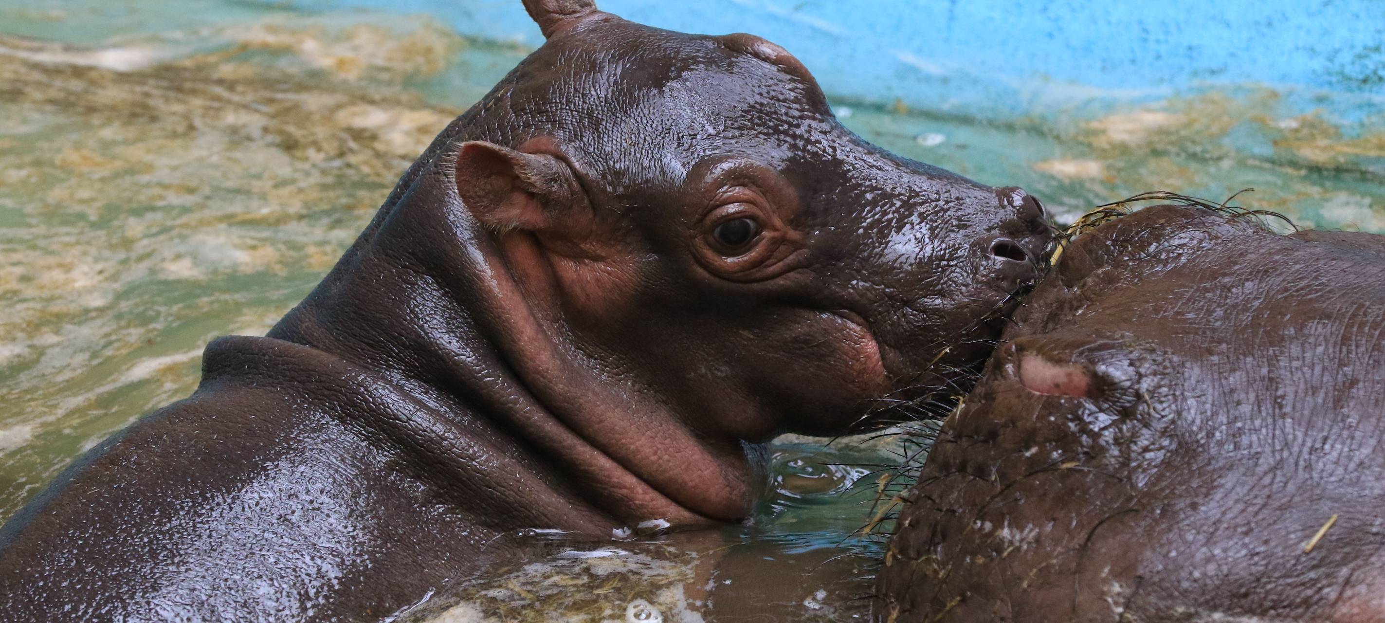 Hippo-Baby geboren