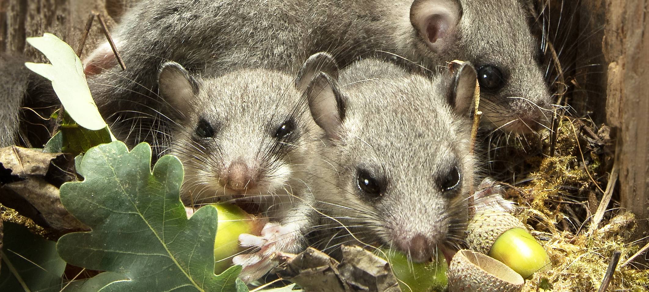 Siebenschläfertag in Leverkusen