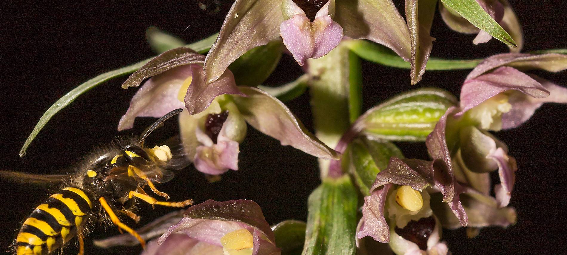 NABU sucht wilde Orchideen in Leverkusen