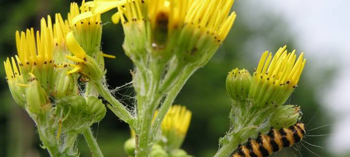 Giftiges Kraut blüht in Leverkusen