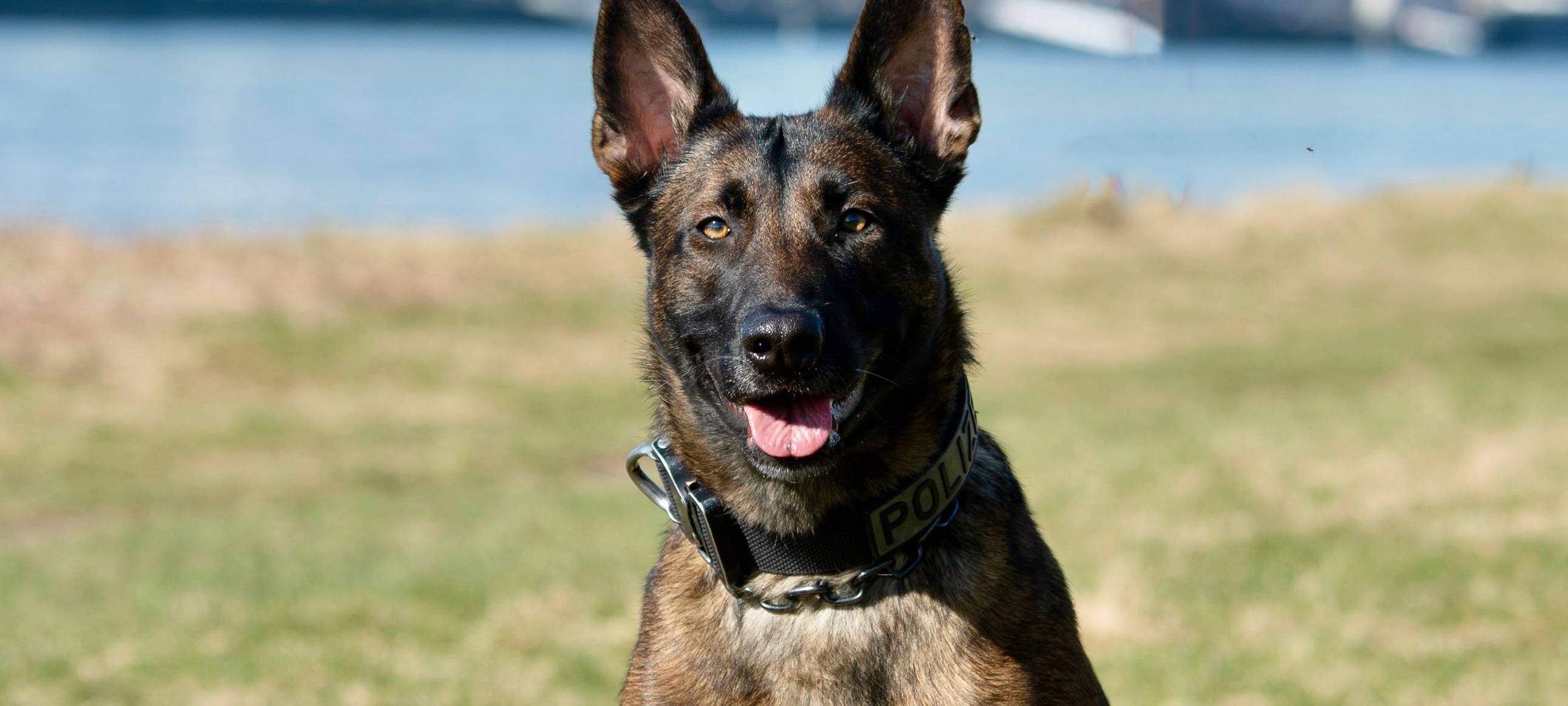 Raubüberfall in Leverkusen: Polizeihündin findet Beute