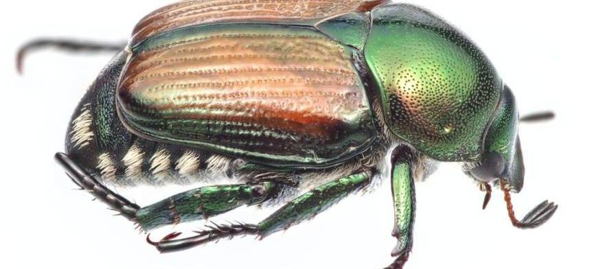 Japankäfer bedrohen Leverkusener Natur