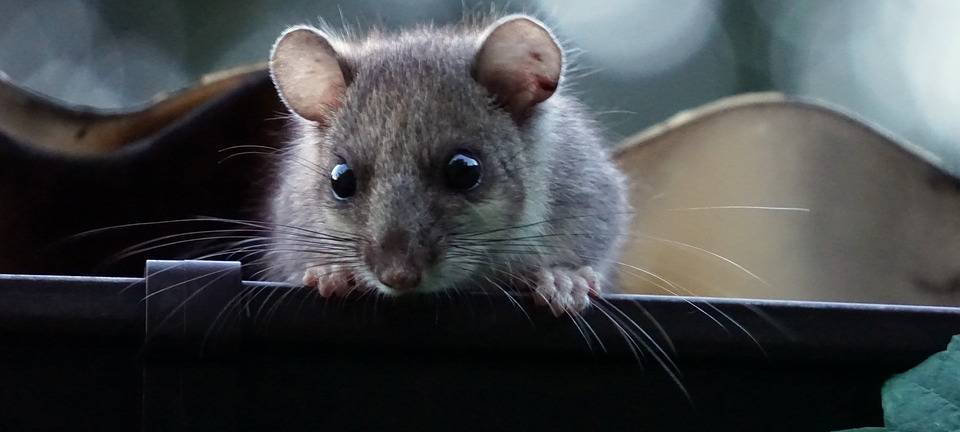 Siebenschläfer-TV online