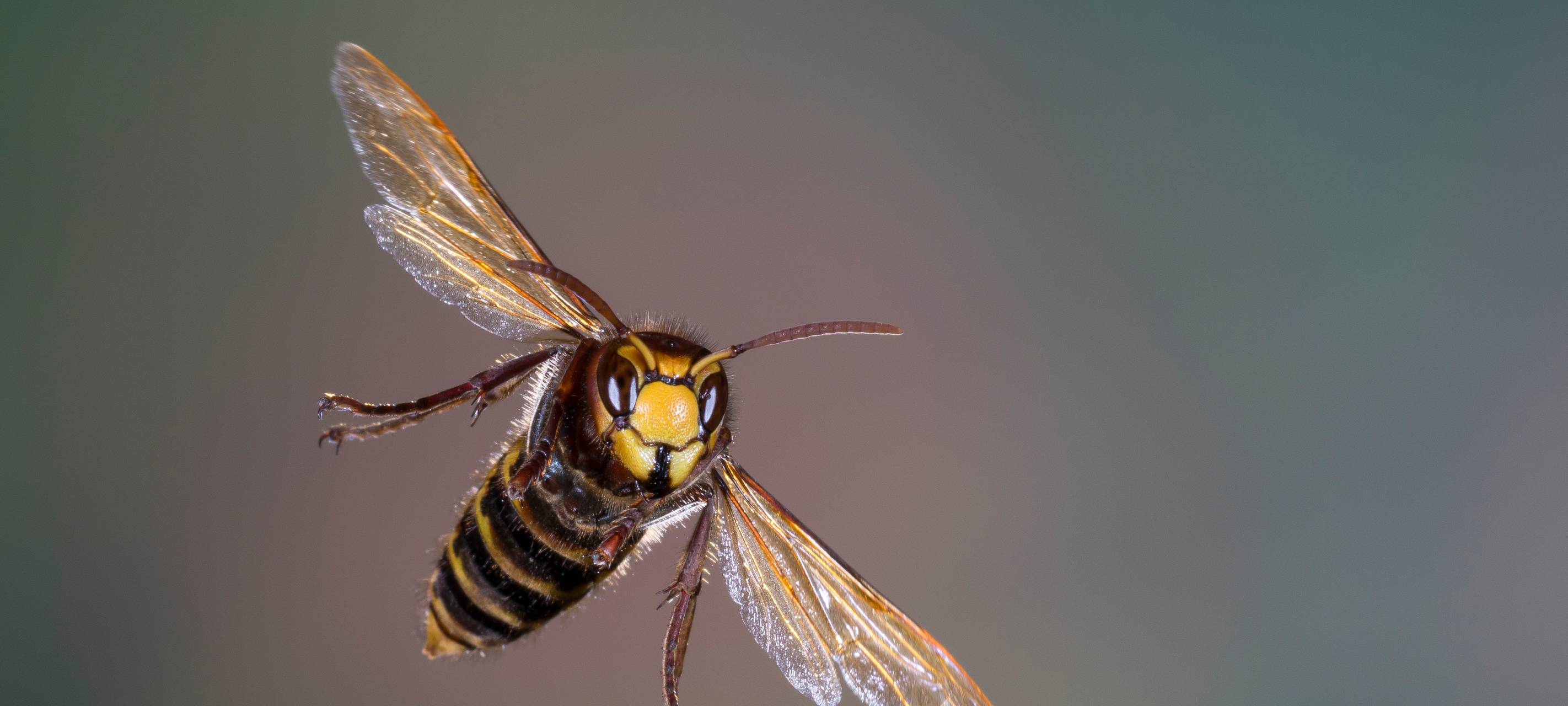 Nabu Leverkusen: Nester der Asiatischen Hornisse melden