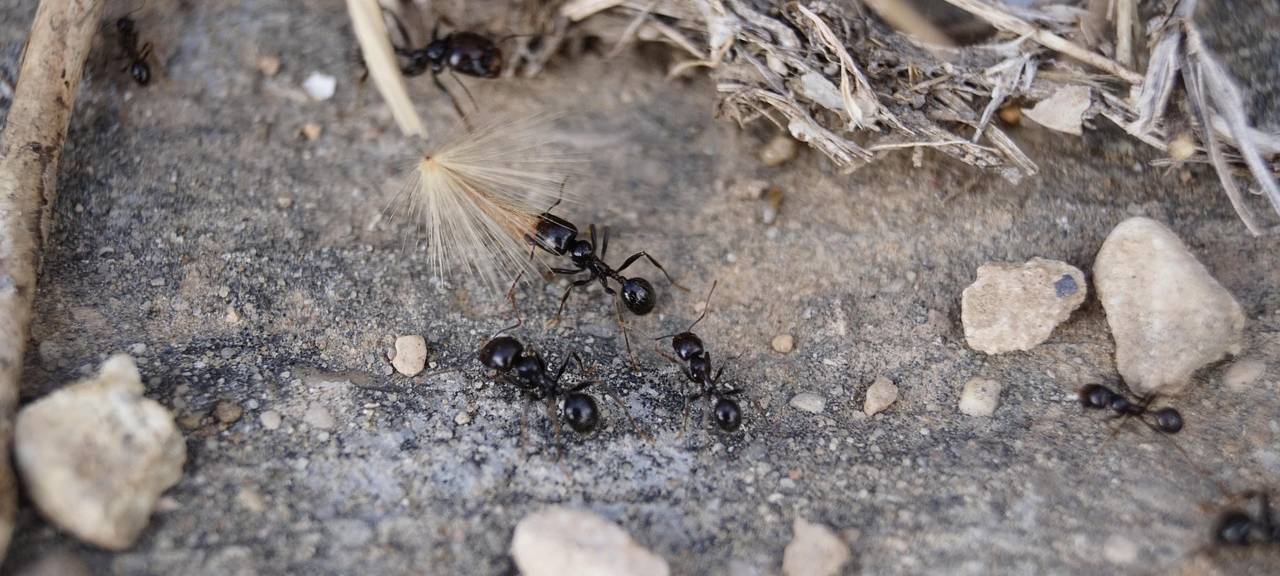 Invasive Drüsen-Ameise: Gefahr für Leverkusen?