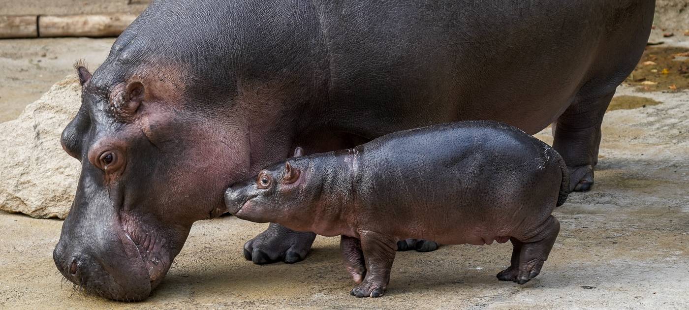 Flusspferd, Tiere, Kölner Zoo, Hippodom