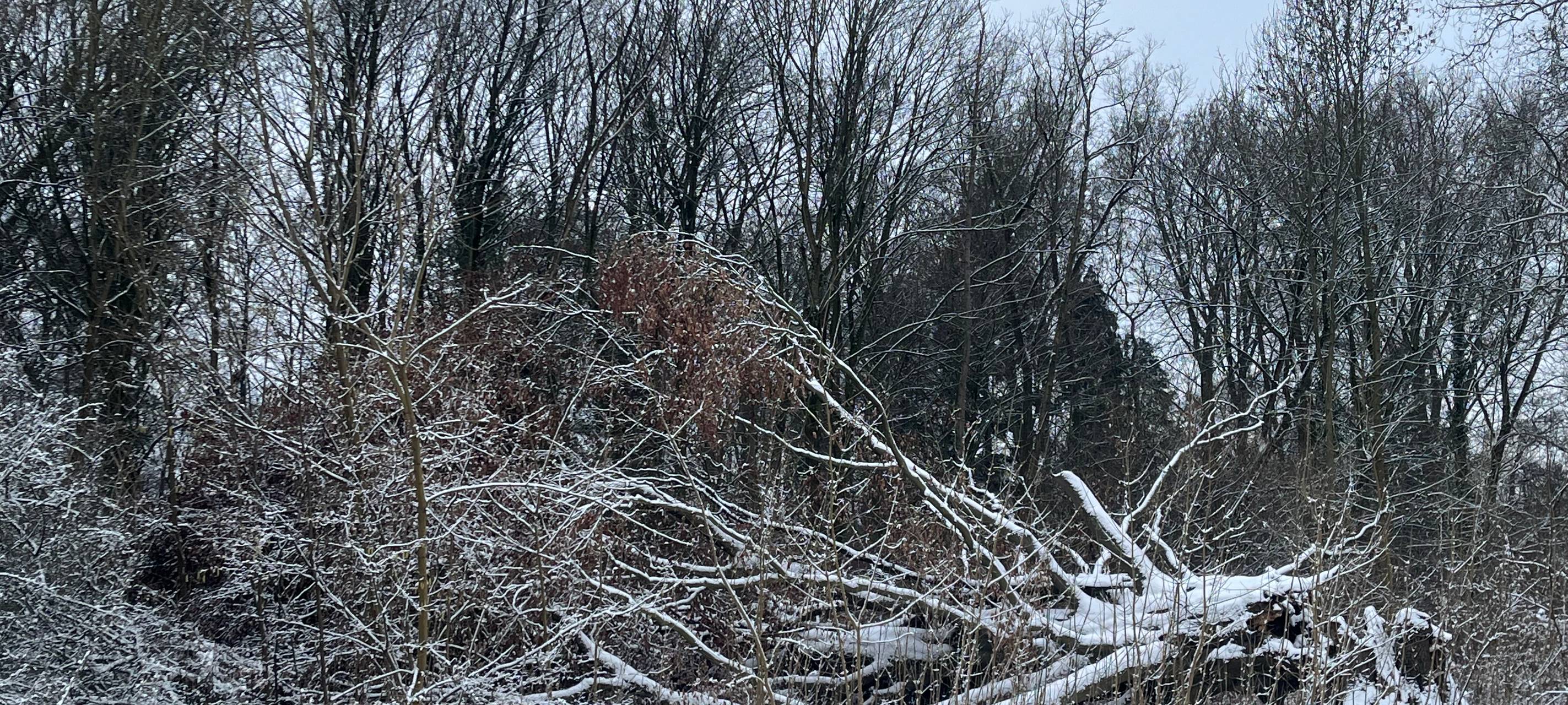 Der älteste und berühmteste Baum Leverkusens ist umgestürzt