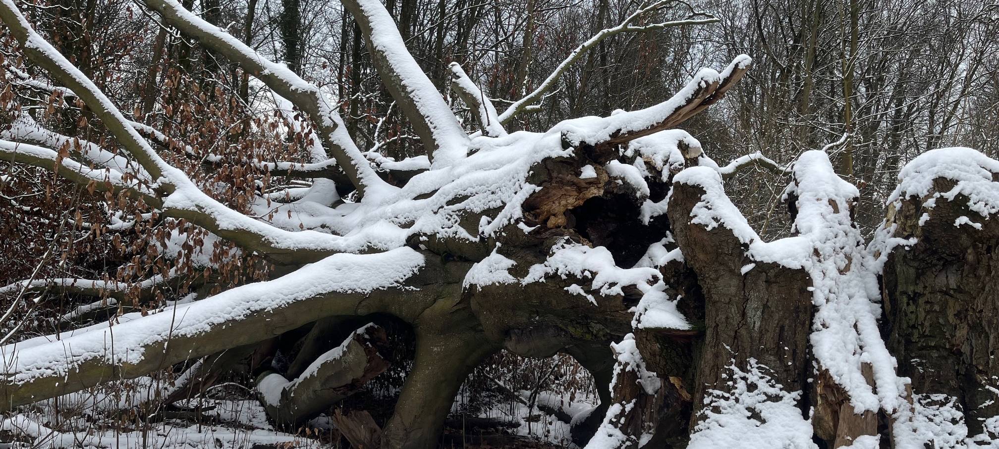 Der älteste und berühmteste Baum Leverkusens ist umgestürzt