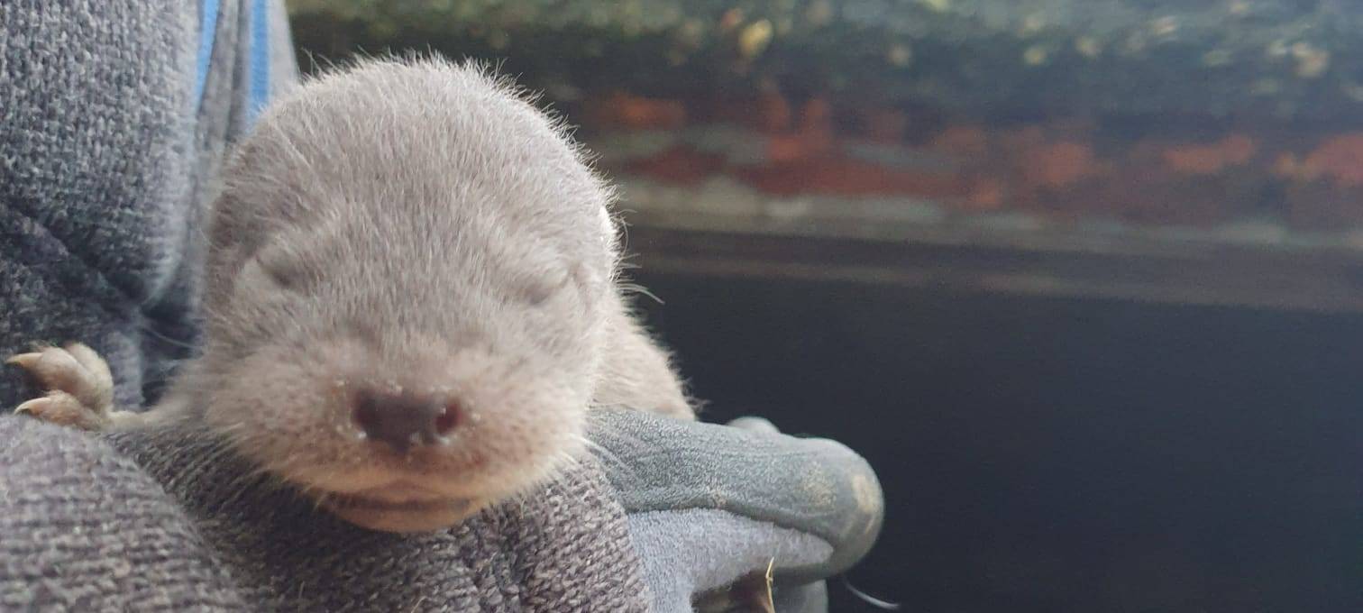 Leverkusen: Otter-Nachwuchs im Wildpark Reuschenberg