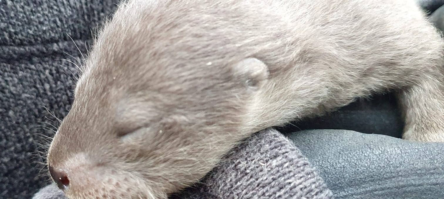 Leverkusen: Otter-Nachwuchs im Wildpark Reuschenberg
