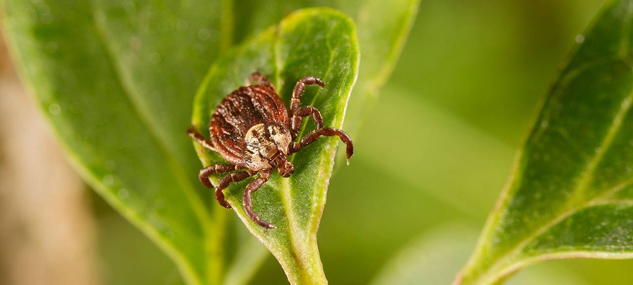 Spaziergänger sollten vor Zecken Acht geben