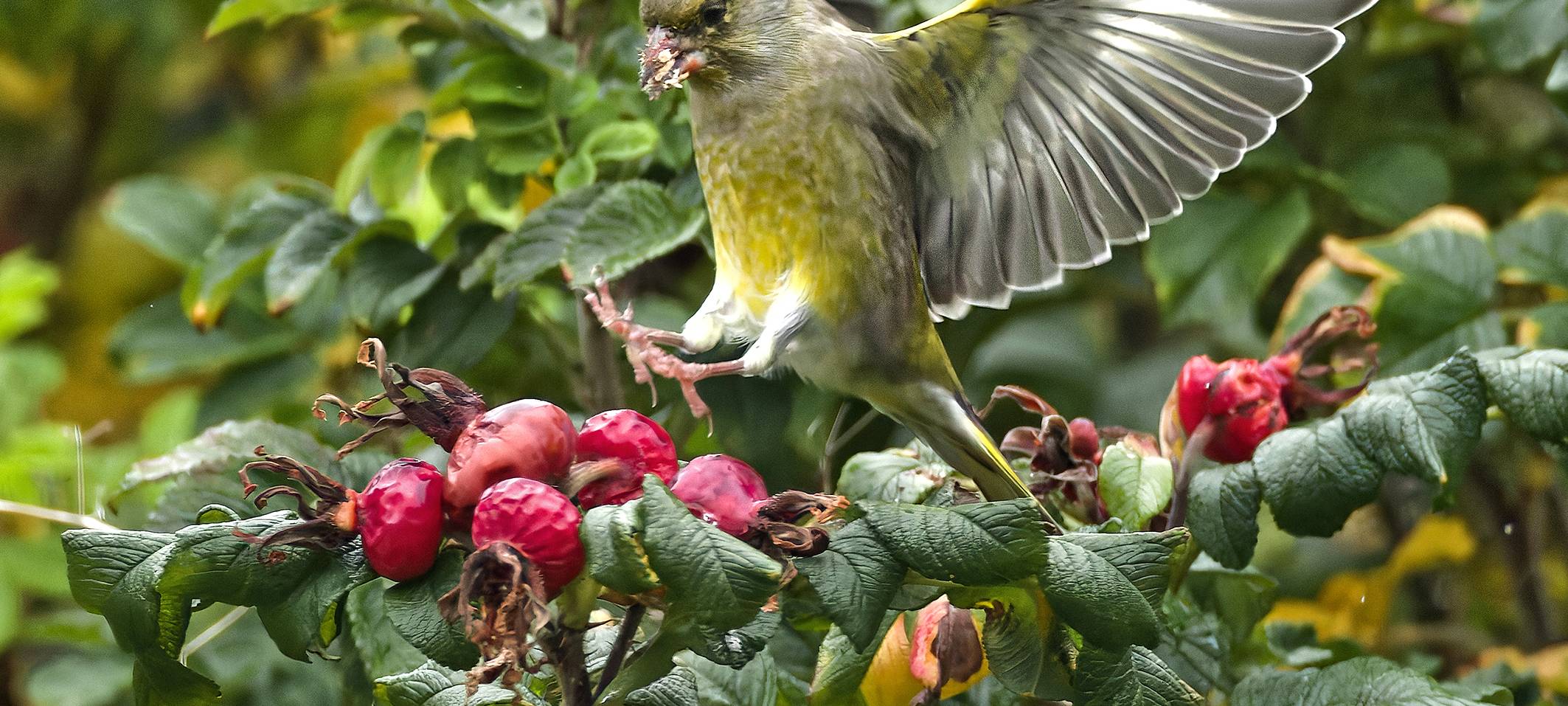 Stunde der Wintervögel - Naturschutzverbände in Leverkusen rufen zum Mitmachen auf