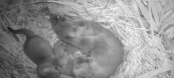 Leverkusener Wildpark sucht Otter-Paten