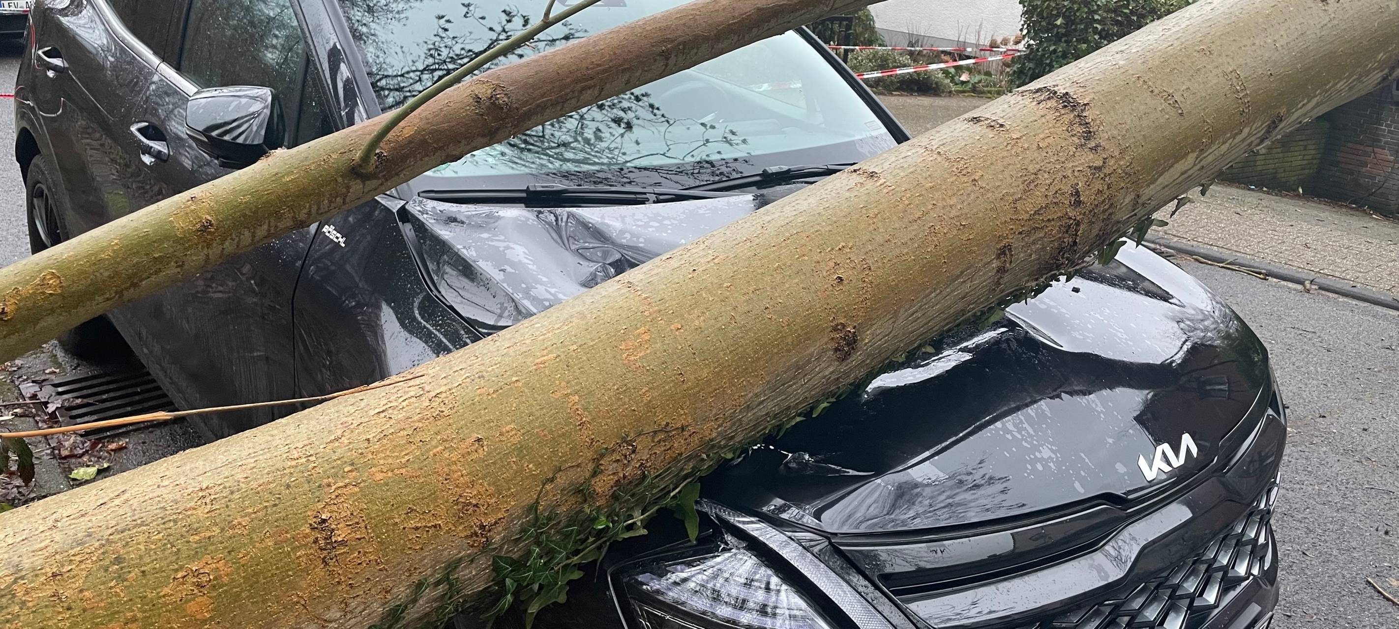 Leverkusener Feuerwehr im Einsatz: Baum umgestürzt