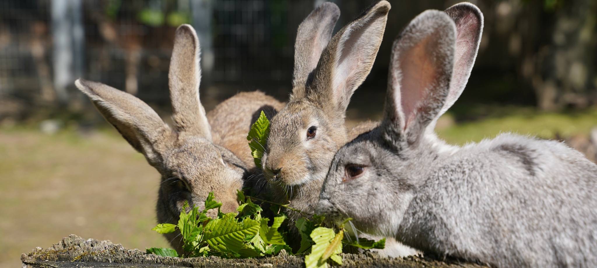 Leverkusen: Wildpark Reuschenberg erhöht Eintrittspreise