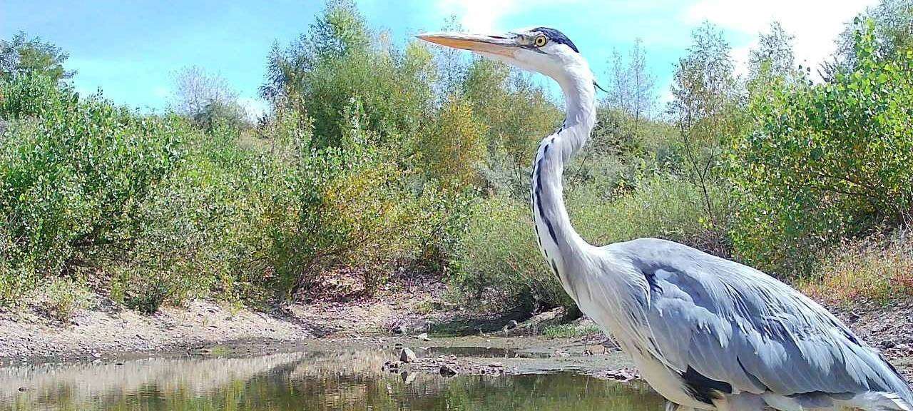 120 Vogelarten am Buschbergsee in Leverkusen gesichtet