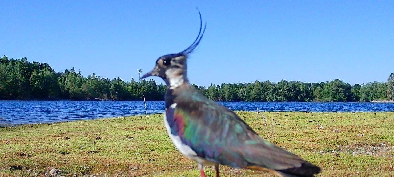 120 Vogelarten am Buschbergsee in Leverkusen gesichtet