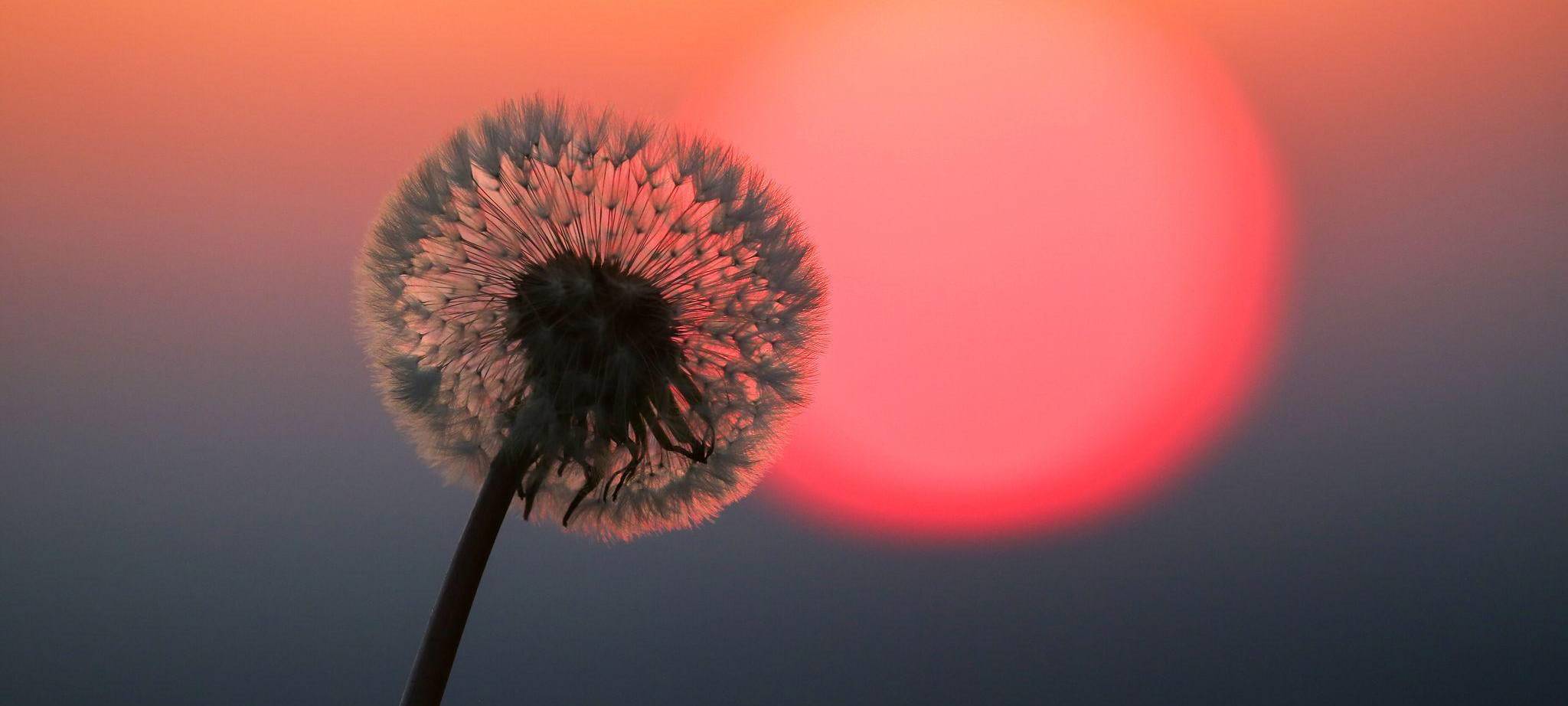 Hinter einer Puste leuchtet rot die Sonne