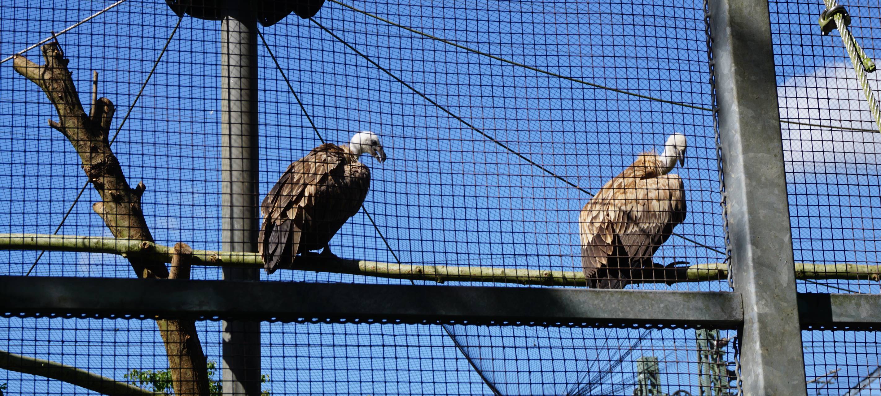 Wildparkfest lockt mit Greifvogelflugshows