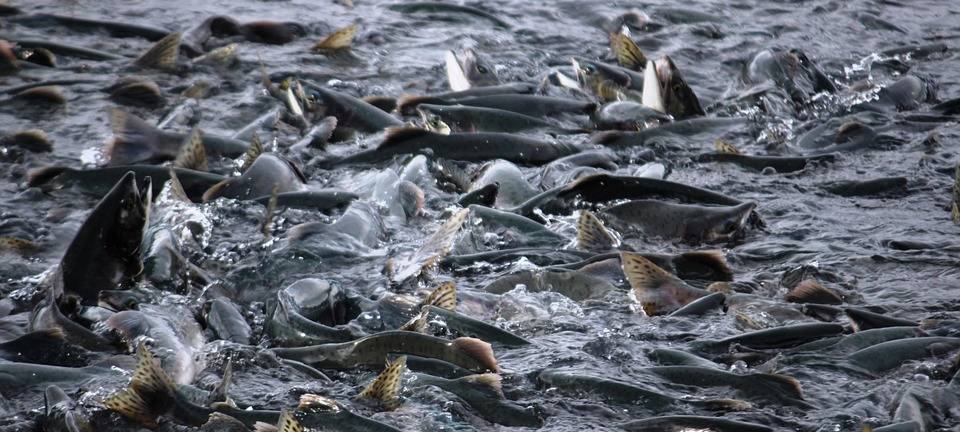Leverkusen ist Spitze im Lachs-Schutz