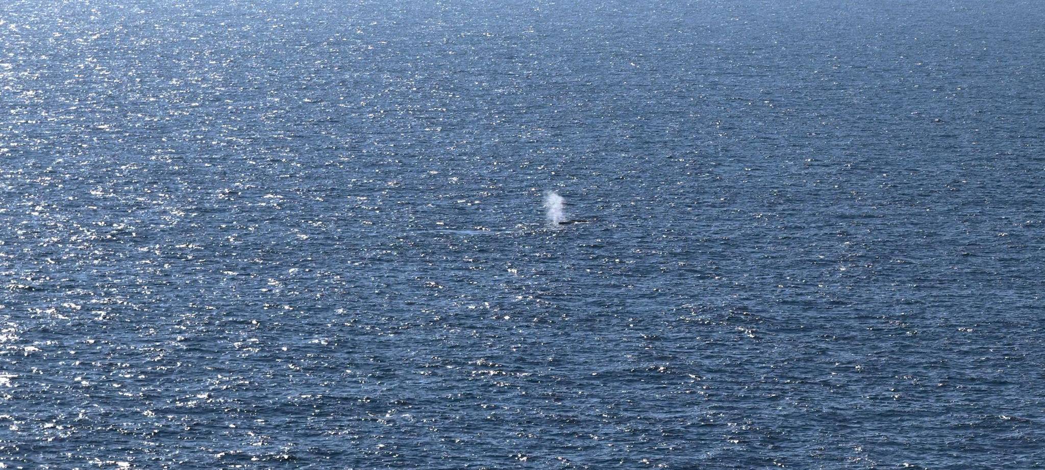 Buckelwal in der Nordsee freigesetzt